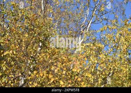 Gelbe Blätter von weißen Birken, hell beleuchtet an einem sonnigen Tag auf blauem Himmelshintergrund. Schönheit in der Natur. Herbstfarben. Stockfoto