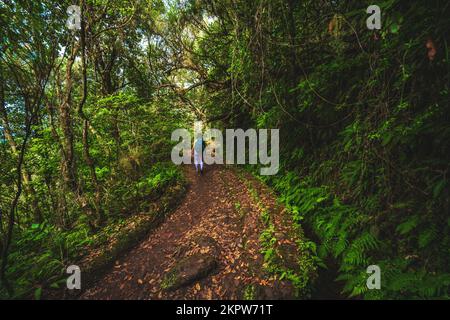 Beschreibung: Sportliche Frau mit Rucksackspaziergängen auf abenteuerlichem grünen Dschungelpfad entlang des Wasserkanals. Levada von Caldeirão Verde, Insel Madeira, Portuga Stockfoto