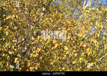 Gelbe Blätter von weißen Birken, hell beleuchtet an einem sonnigen Tag auf blauem Himmelshintergrund. Schönheit in der Natur. Herbstfarben. Stockfoto