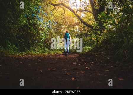 Beschreibung: Sportliche Frau mit Rucksackspaziergängen auf abenteuerlichem grünen Dschungelpfad entlang des Wasserkanals. Levada von Caldeirão Verde, Insel Madeira, Portuga Stockfoto