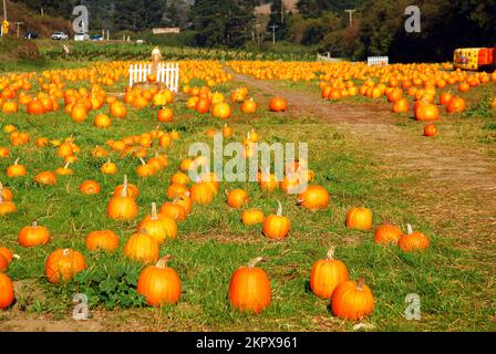 Eine Vielzahl von HerbstKürbissen werden auf einer Wiese platziert und vor Halloween auf einem Bauernhof im Herbst zum Verkauf angeboten Stockfoto