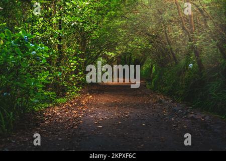 Beschreibung: Blick durch den mystischen Tunnelweg im wunderschönen Wald. Levada von Caldeirão Verde, Insel Madeira, Portugal, Europa. Stockfoto