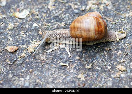 Eine große Schnecke krabbelt in einem leichten Unschärfe über einen Asphaltpfad. Großaufnahme, Kopierraum. Stockfoto
