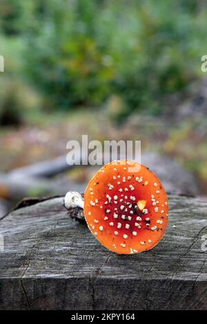 Agaricus-Pilze (Amanita muscaria) auf einem Stamm liegen. Stockfoto