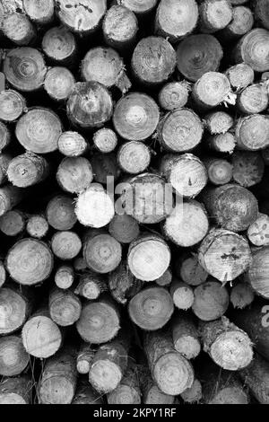 Schwarzweißbild des Holzstapels in Blean Forest, Kent, England Stockfoto