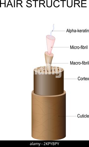 Haarstruktur von Cuticula und Cortex zu Mikrofibrillen, Makrofibrillen und Alpha-Keratin. Anatomie des Haarschaftes. Haarpflege. Vektorposter Stock Vektor