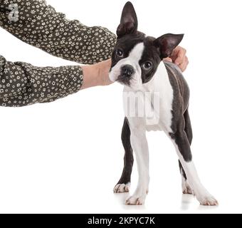 Der junge Boston Terrier zweifarbig mit den Armen seiner Geliebten auf weißem Hintergrund Stockfoto