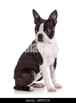 Junge Boston Terrier Bi Farbe isoliert auf weißem Hintergrund Stockfoto