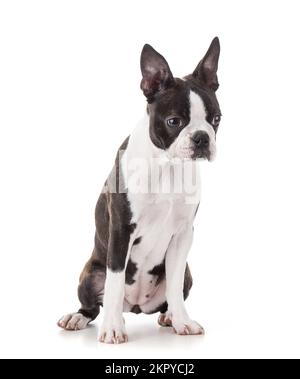 Junge Boston Terrier Bi Farbe isoliert auf weißem Hintergrund Stockfoto