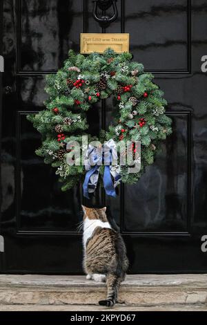London, Großbritannien. 28.. November 2022. Larry, die Katze, die Hauskatze und Häuptling Mouser des Gouverneurs, sitzt und wartet geduldig an der Tür zur Downing Street Nr. 10 unter einem hübschen Weihnachtskranz. Die Downing Weihnachtsdekoration ist diese Woche gestiegen und Rishi Sunak beleuchtet heute Abend den Baum. Kredit: Imageplotter/Alamy Live News Stockfoto