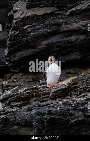 Nahaufnahme eines Papageientauchs hoch oben auf den Klippen, Krossfjordan, Lilliehookbreen-Gletscher, Spitsbergen, Svalbard, Königreich Norwegen Stockfoto