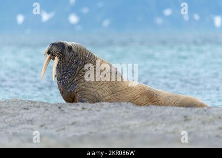 Nahaufnahme eines Walroses am Strand am Ufer, Smeerenburg, Svalbard, Königreich Norwegen Stockfoto