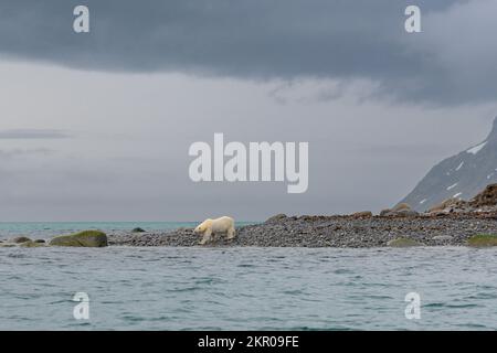 Eisbärin, die am Strand in Richtung Meer läuft, Smeerenburg, Svalbard, Königreich Norwegen Stockfoto