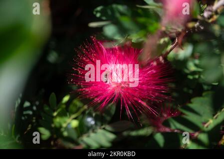 Flauschige rosa Blume aus rosa Pulverpuffer, bestäubt von Biene. Nahaufnahme Stockfoto