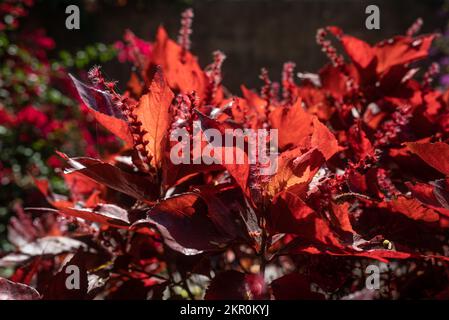 Kupferblatt, dicht an der Sonne. Rot hinterlässt Hintergrund. Beefsteak-Pflanze Stockfoto