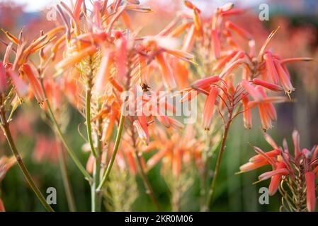 Aloe Vera Rosa-Orange Blumen bestäubt von einer Biene - Nahaufnahme Stockfoto