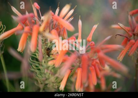 Aloe Vera Rosa-Orange Blumen bestäubt von einer Biene - Nahaufnahme Stockfoto