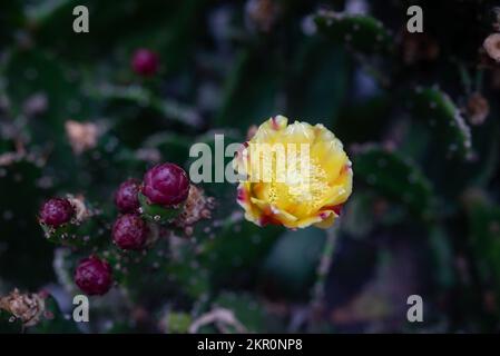 Nahaufnahme der gelben Blume des Kaktus der Kaktus der stacheligen Birne oder Opuntia ficus-indica Stockfoto