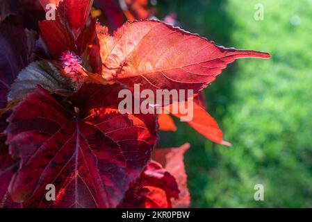 Kupferblätter, die sich auf grünem Grashintergrund gegen die Sonne verschließen. Beefsteak-Pflanze Stockfoto