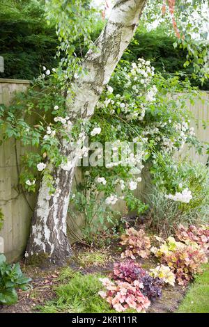 Weißer, weißer Rosenbusch, der gegen einen Zaun trainiert und um eine silberne Birke in einem britischen Blumenbeet wächst Stockfoto