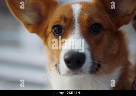 Porträt einer Ingwer-walisischen Corgi-Strickjacke Stockfoto