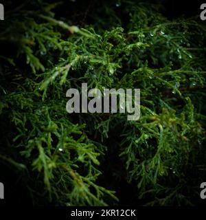 Gefrorenes Wasser tropft auf den Baum Stockfoto