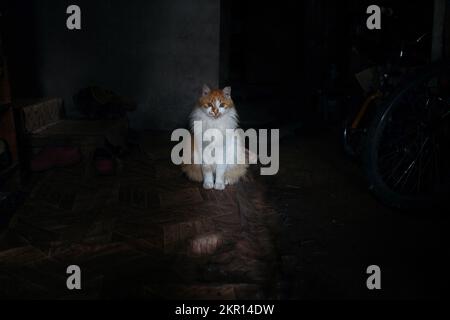 Ingwerkatze sitzt im Dunkeln Stockfoto
