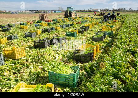 Farmfeld mit frisch geerntetem Sellerie Stockfoto