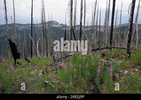 Feuerweed wächst nach Davis Fire in den Purcell Mountains. Kootenai NF, Northwest Peak Scenic Area, Nordwest-Montana. (Foto: Randy Beacham) Stockfoto