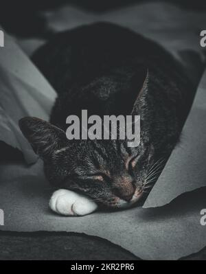 Eine schlafende Katze fand eine gemütliche Stelle und schlief ein Stockfoto