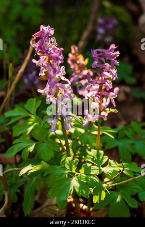 Nahaufnahme eines lila blühenden hohlen Larkspur (Corydalis Cava, auch als hohle Wurzel bekannt) in einem Frühlingswald in Deutschland Stockfoto