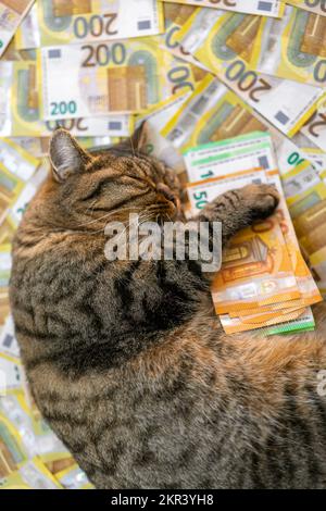 Ausgaben für Heimtiere in den EU-Ländern. Kosten für tierärztliche Dienstleistungen für Haustiere. Schlafende gestreifte Katze mit einer Packung Euro auf Banknotenhintergrund. Die Kosten für Stockfoto