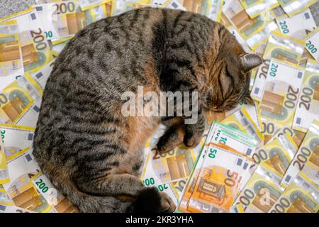 Katzenaufwendungen. Kosten für tierärztliche Dienstleistungen für Haustiere. Schlafende gestreifte Katze mit einer Packung Euro auf Euro-Banknoten-Hintergrund Stockfoto