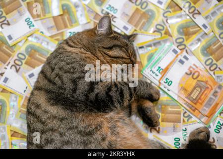 Katzenaufwendungen. Kosten für tierärztliche Dienstleistungen für Haustiere. Schlafende gestreifte Katze mit einem Päckchen Euro auf Banknotenhintergrund. Die Kosten für die Aufbewahrung einer Katze Stockfoto