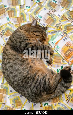 Kosten der Veterinärdienste in den EU-Ländern. Schlafende gestreifte Katze mit einem Päckchen Euro auf Euro-Banknoten-Hintergrund. Die Kosten für die Aufbewahrung einer Katze Stockfoto