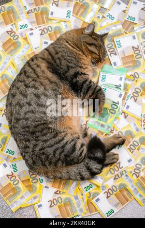 Ausgaben für tierärztliche Dienstleistungen für Haustiere. Schlafende gestreifte Katze mit einem Päckchen Euro auf Euro-Banknoten Hintergrund. Die Kosten für die Haltung einer Katze in Europa.Haustier Stockfoto