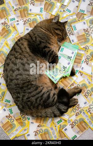 Katze mit einem Euro-Paket auf Euro-Banknoten Hintergrund. Die Kosten für die Aufbewahrung einer Katze in Europa. Katzenausgaben in EU-Ländern. Stockfoto