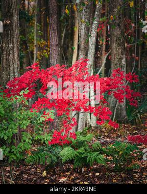 Acer palmatum, japanischer Ahorn, mit leuchtend roten Blättern ist ein Mitglied der japanischen Ahornfamilie, in voller Herbstfarbe. Stockfoto