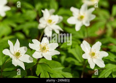 Nahaufnahme von blühenden Holzanemonen (Anemonoides nemorosa), auch bekannt als Windblume oder Europäisches Tanga Stockfoto