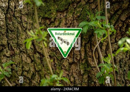 Das Schild „Naturdenkmal“ auf dem Stamm einer alten Eiche markiert sie als ein Naturdenkmal, das Schutz verdient Stockfoto