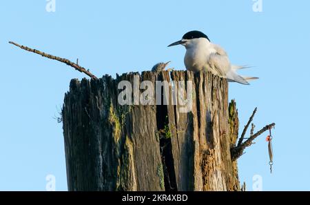 Weißes Ternenmädchen im Nest fleht mit Erwachsenem und Angelköder hängt an der Seite, Tauranga. Stockfoto