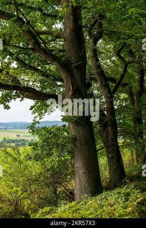 Mächtige alte Eichen (Quercus robur) mit grünen Blättern entlang eines Wanderwegs in der Nähe von Aerzen, Weser-Hochland, Niedersachsen, Deutschland Stockfoto