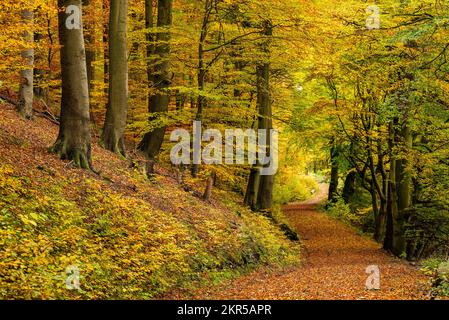 Gewundene Waldstraße mit Herbstblättern, gesäumt von alten Buchenbäumen, die durch einen ruhigen Wald in Herbstfarben führt, Hämelschenburg, Deutschland Stockfoto