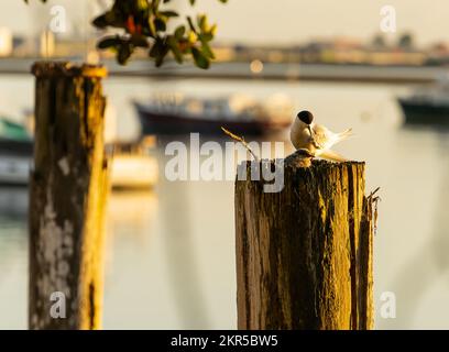 Weiße Schwalbe mit Küken im Nest auf der Spitze des Hafens von Tauranga, Neuseeland. Stockfoto