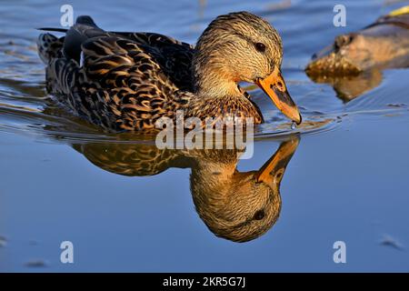 Eine weibliche Stockente Anas platyrhynchos, die in einem Wasserteich schwimmt Stockfoto