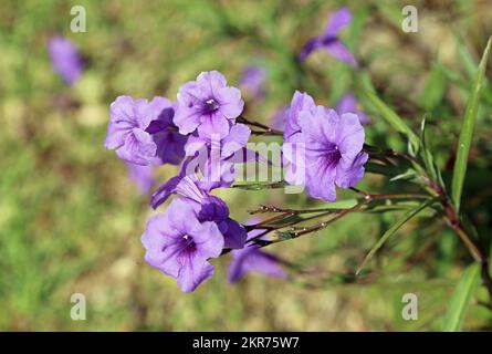 Mexikanische Petunie Stockfoto