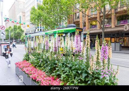 Foxgloves Digitalis und andere mehrjährige Blüten in Melbourne Vic vor dem Rathaus von Melbourne mit vorbeifahrender Straßenbahn, Melbourne, Australien Frühling 2022 Stockfoto