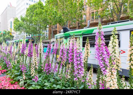 Foxgloves Digitalis und andere mehrjährige Blüten in Melbourne Vic vor dem Rathaus von Melbourne mit vorbeifahrender Straßenbahn, Melbourne, Australien Frühling 2022 Stockfoto