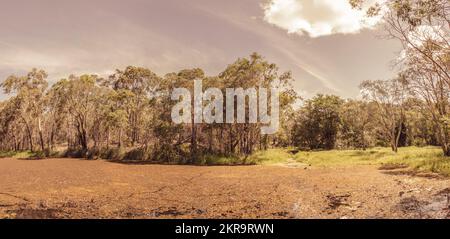 Vier vertikale Bild-Foto-Stich eines Morgens Swampland bedeckt mit einer oberen Schicht von Moos. Nehmen Sie Deception Bay, Queensland Stockfoto