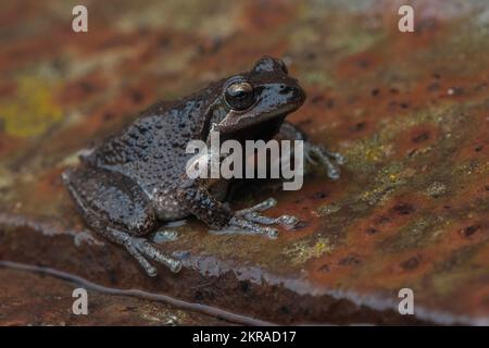 Ein Sierran Tree Frog oder pacific Chorus Frog aus einer regnerischen Nacht in Kalifornien. Stockfoto